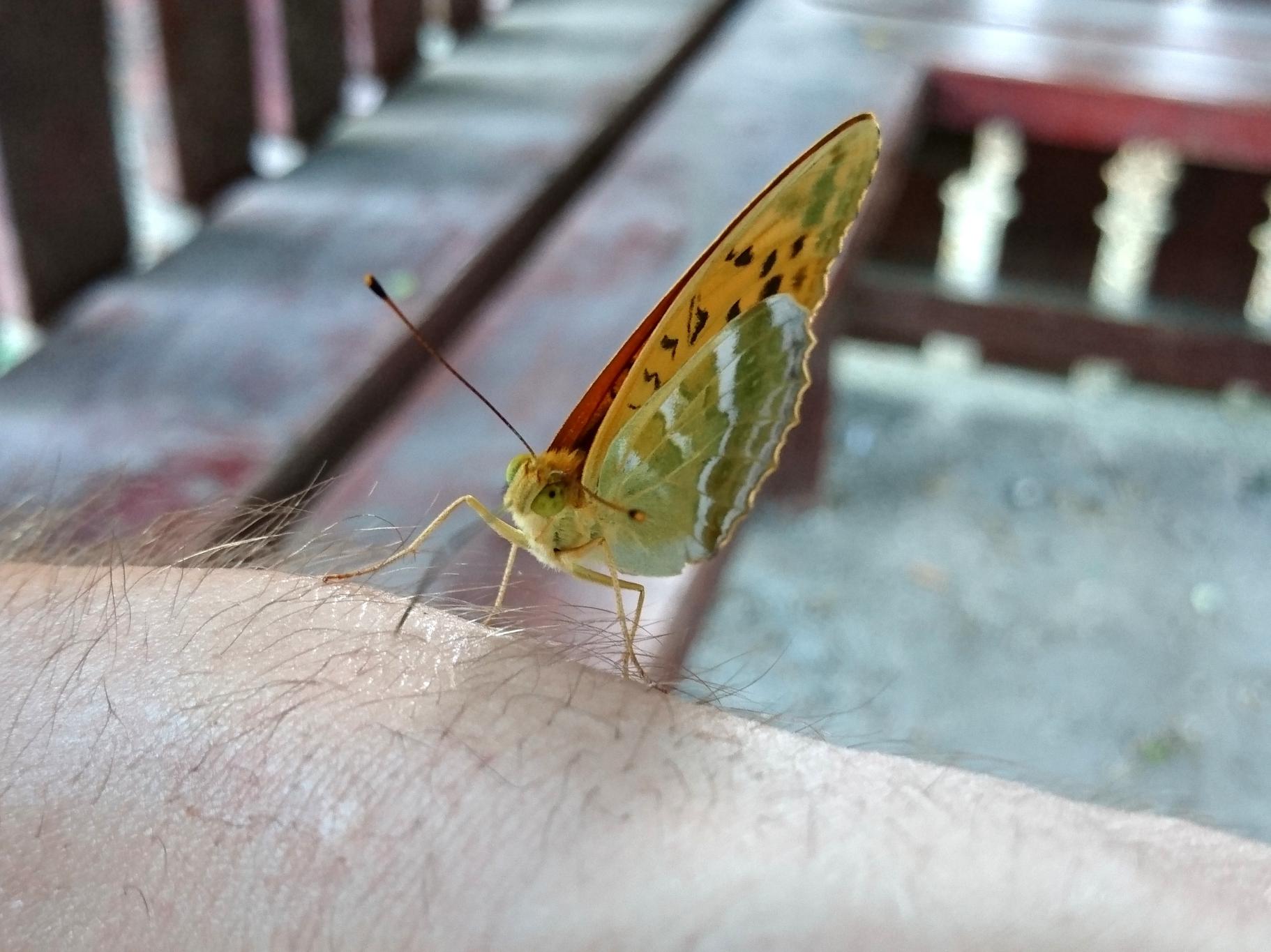 Naturpark Comana Image