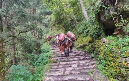 Everest Basecamp Trek (EBC): Cheplung - Namche Bazar Thumbnail